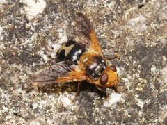 Microtropesa sinuata