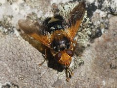 Microtropesa sinuata