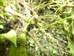 Scaphosepalum