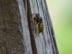 Dolichovespula saxonica
