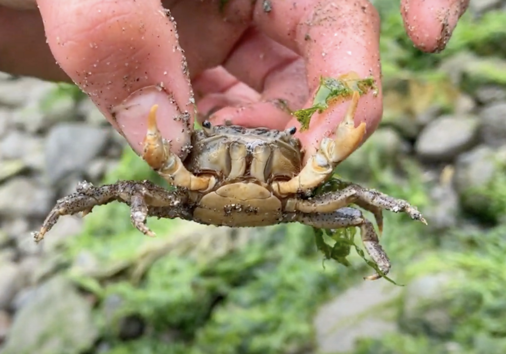 Yellow Shore Crab from El Granada, CA, USA on August 24, 2022 at 11:29 ...