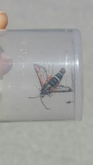 Pyropteron chrysidiforme