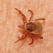 Tasmanian Paralysis Tick - Photo (c) Reiner Richter, some rights reserved (CC BY-NC-SA), uploaded by Reiner Richter