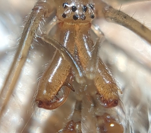 Tetragnatha shoshone