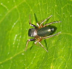 Tutelina