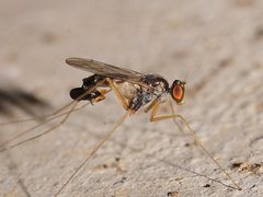 Arachnomyia cuprea