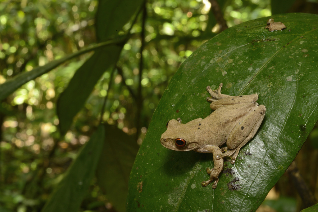 Guatemala Stream Frog