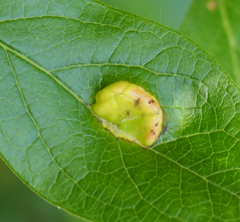 Exobasidium vaccinii