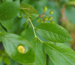Exobasidium vaccinii