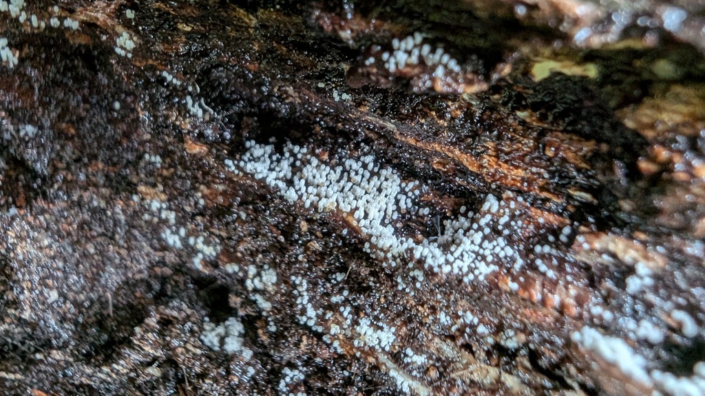 Henningsomyces candidus · June 2024 · photo: © atsushi_nakajima_cirque (iNaturalist, cc-by)