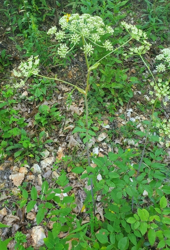 Image of Angelica venenosa by (c) hr_dragonfly, some rights reserved (CC BY)