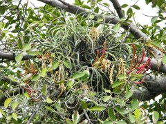 Tillandsia caput-medusae