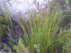 Elegia hookeriana