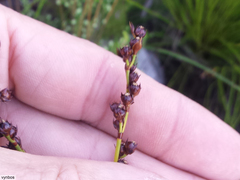 Elegia hookeriana