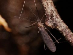 Tasiocera