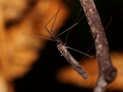 Tasiocera