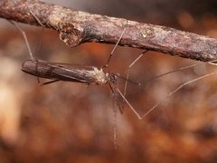 Tasiocera