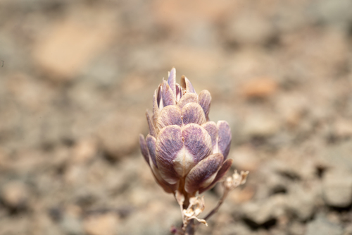 Aethionema arabicum (Aethionema arabicum)