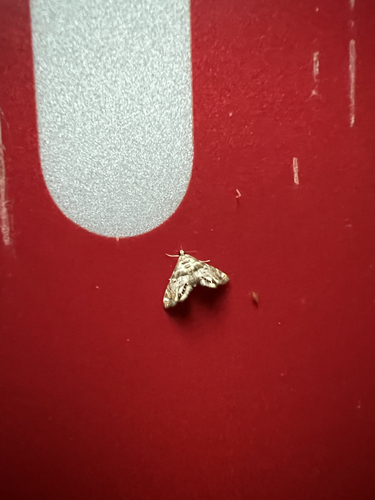 Feather-Edged Petrophila