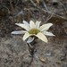 Filago asterisciflora - Photo (c) sara_atailia, some rights reserved (CC BY-NC), uploaded by sara_atailia