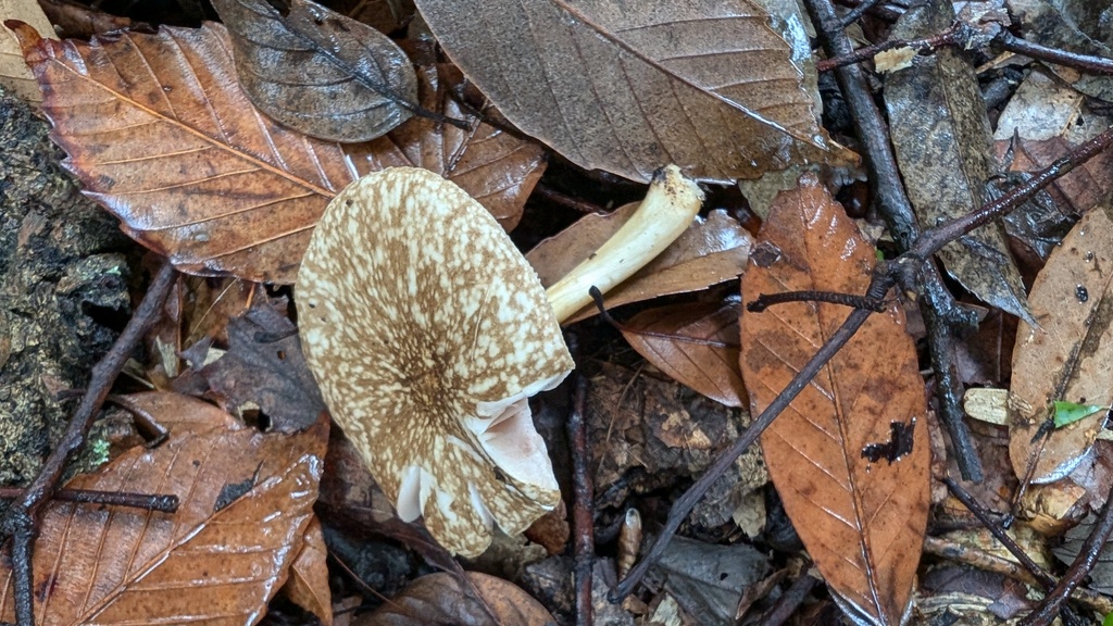 Pluteus pantherinus · June 2024 · photo: © atsushi_nakajima_cirque (iNaturalist, cc-by)