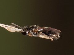 Lasioglossum sphecodoides