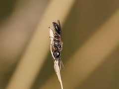 Lasioglossum sphecodoides