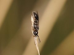 Lasioglossum sphecodoides