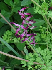 Fumaria purpurea