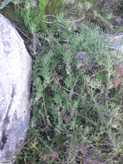 Leucospermum gracile