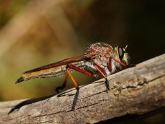Colepia rufiventris