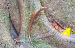 Silvascincus murrayi