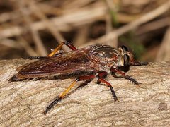 Colepia rufiventris