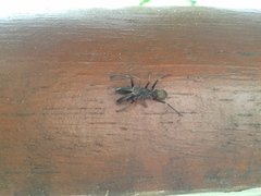 Myrmarachne japonica