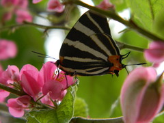 Panthiades bathildis