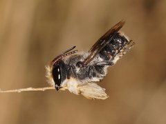 Megachile lucidiventris