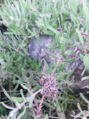 Leucospermum gracile