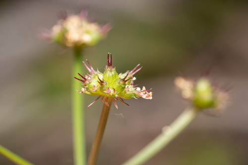 Mediterranean Water-dropwort (Oenanthe globulosa)