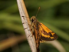 Ocybadistes walkeri sothis
