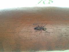 Myrmarachne japonica