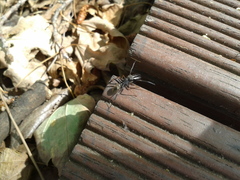 Myrmarachne japonica