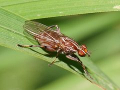 Tapeigaster nigricornis