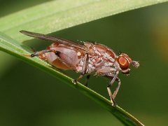 Tapeigaster nigricornis