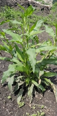Rumex altissimus