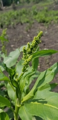 Rumex altissimus