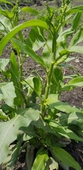 Rumex altissimus