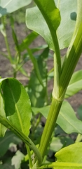 Rumex altissimus