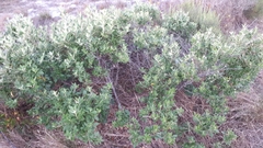 Searsia tomentosa