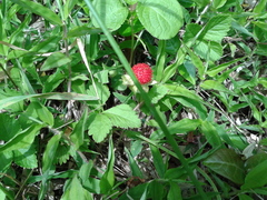 Potentilla hebiichigo