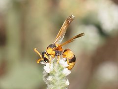 Anterhynchium nigrocinctum